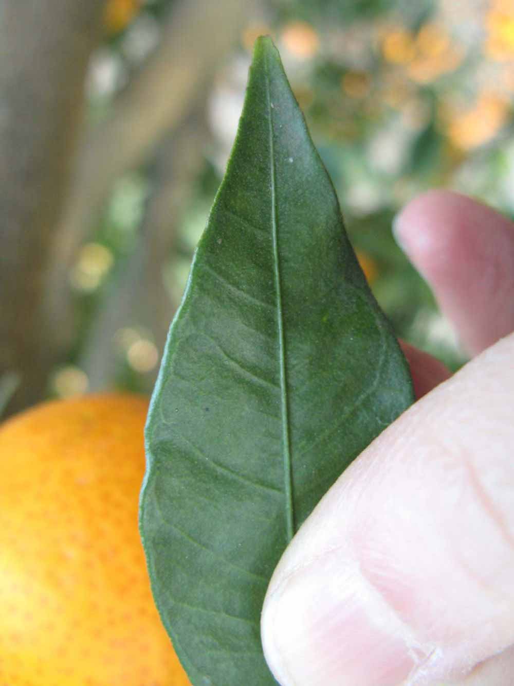              Margin (Winter Haven, FL)       